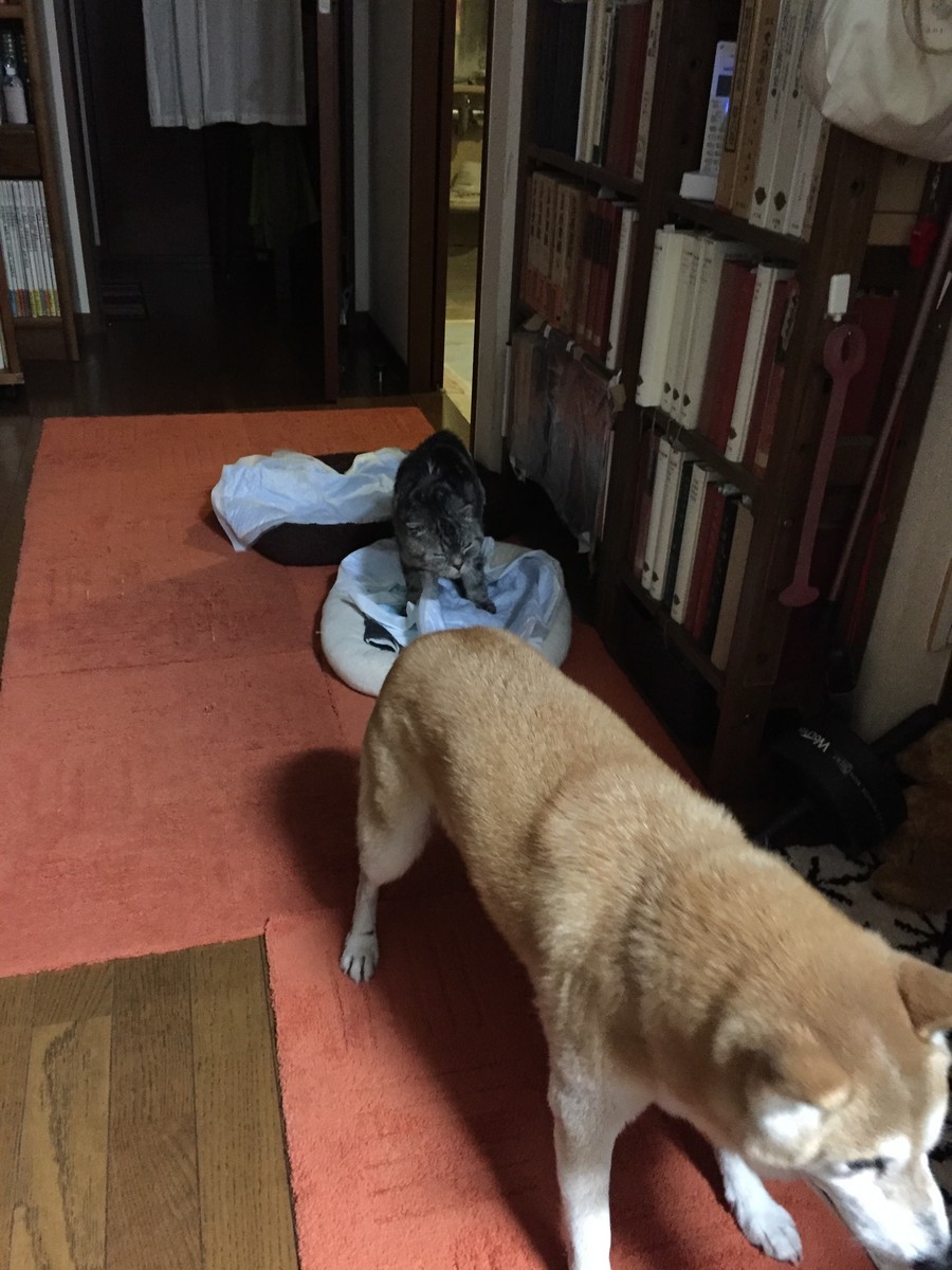 f:id:maonima:20190926001427j:plain