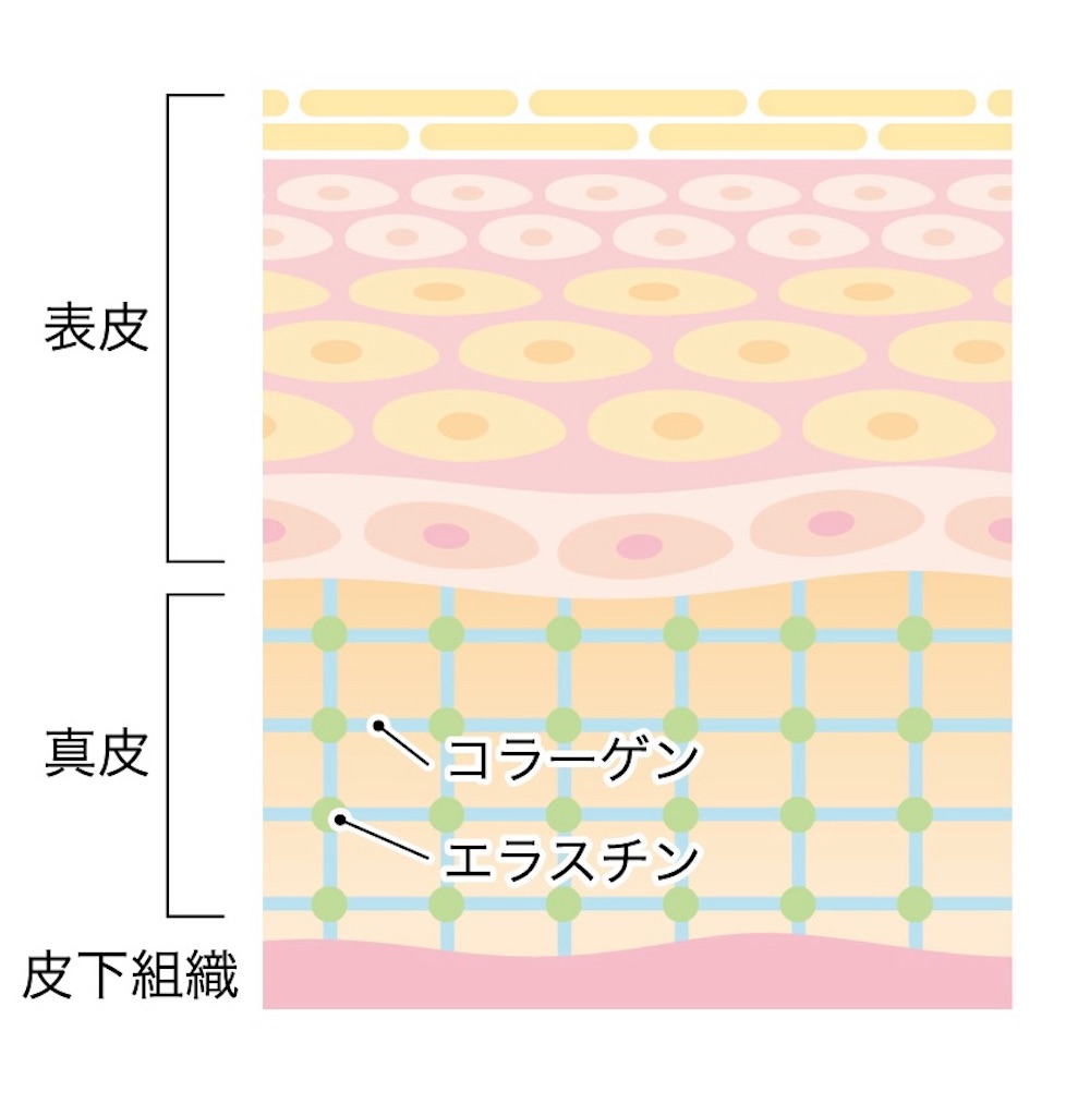 f:id:maopyyy:20211202232244j:image