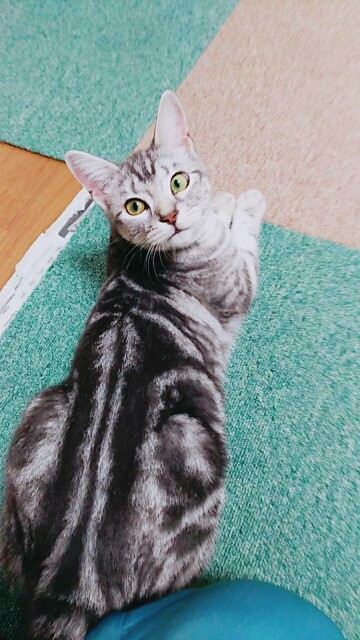 f:id:maorairukimao:20170820204402j:plain
