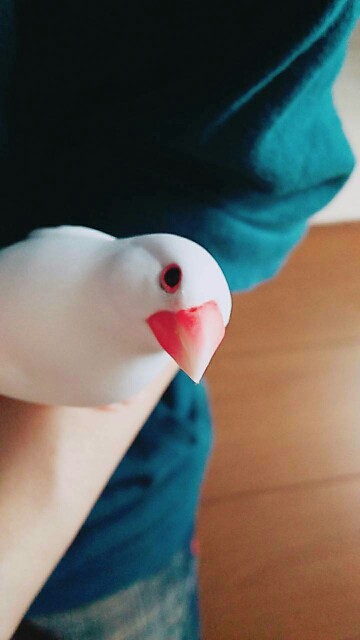 f:id:maorairukimao:20171003194031j:plain f:id:maorairukimao:20171003194031j:plain