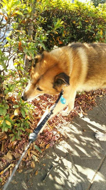 f:id:maorairukimao:20171226164153j:plain