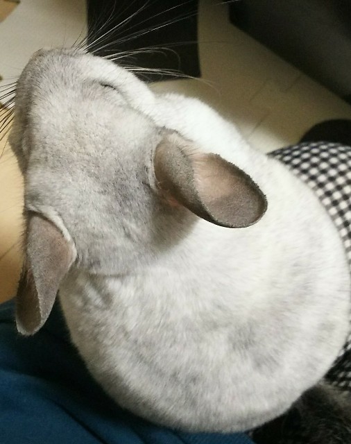 f:id:maorairukimao:20180918143909j:image