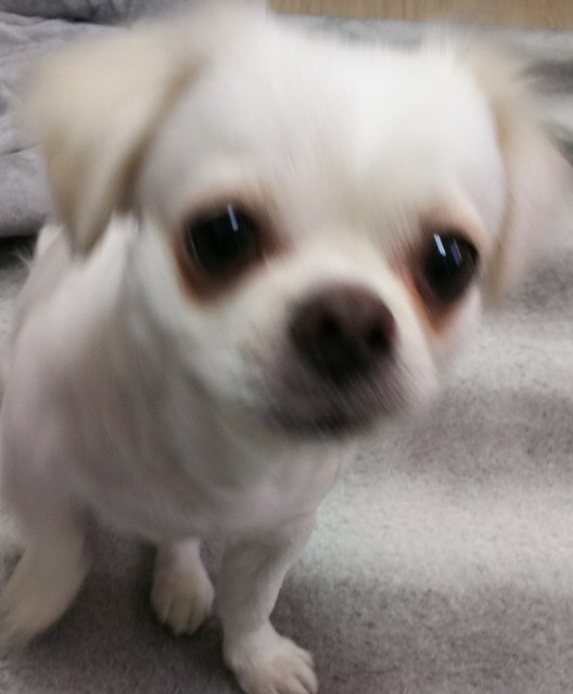 f:id:maorairukimao:20190112145259j:image
