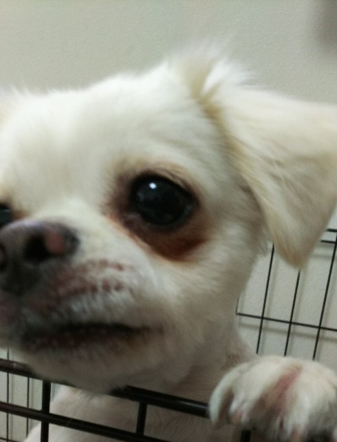 f:id:maorairukimao:20190112145457j:image
