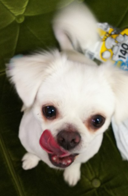 f:id:maorairukimao:20190115090632j:image