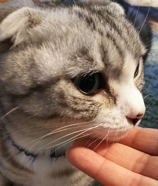 f:id:maorairukimao:20190213195453j:image f:id:maorairukimao:20190213195453j:image