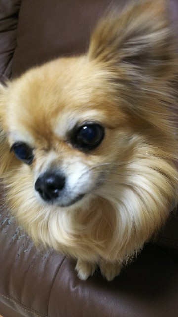 f:id:maorairukimao:20190301102126j:image