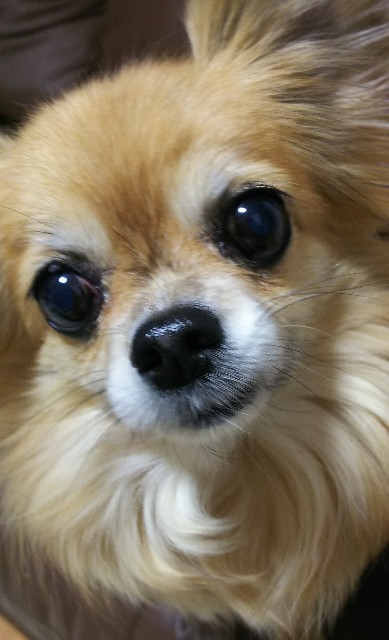 f:id:maorairukimao:20190301102403j:image