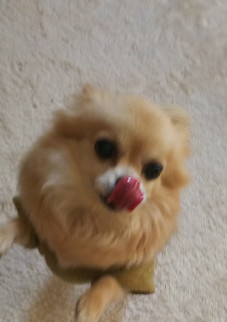 f:id:maorairukimao:20190301102545j:image