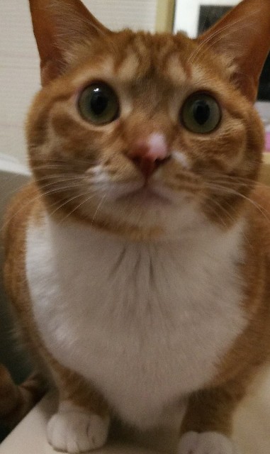 f:id:maorairukimao:20190414110946j:image