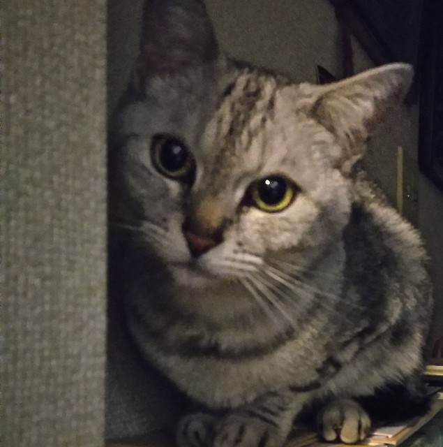 f:id:maorairukimao:20190414112428j:image