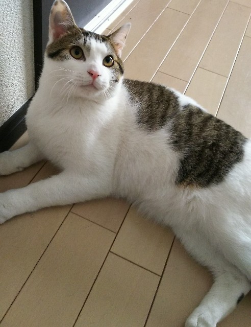 f:id:maorairukimao:20190610203448j:image f:id:maorairukimao:20190610203448j:image