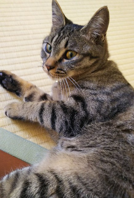 f:id:maorairukimao:20190624170727j:image f:id:maorairukimao:20190624170727j:image