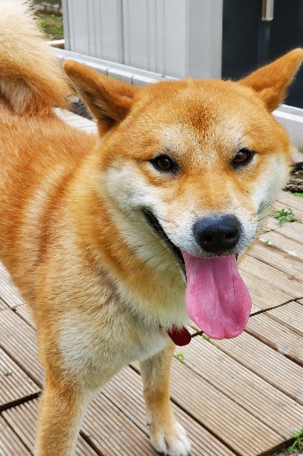 f:id:maorairukimao:20190727125624j:image