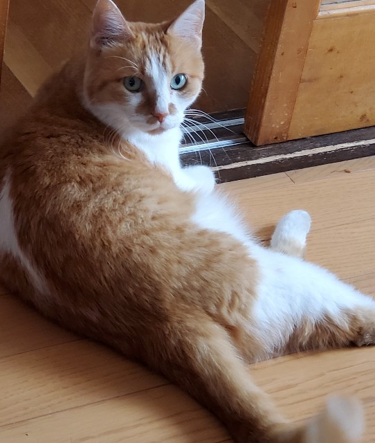 f:id:maorairukimao:20190828211115j:image f:id:maorairukimao:20190828211115j:image