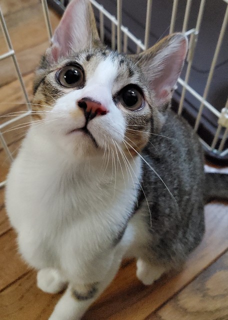f:id:maorairukimao:20190914092410j:image