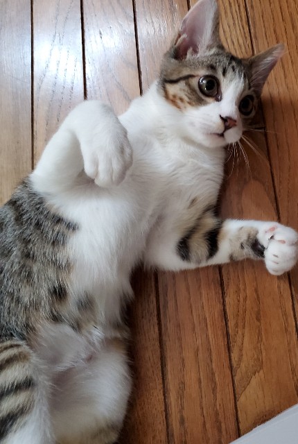f:id:maorairukimao:20190914092726j:image