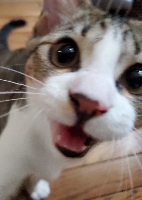 f:id:maorairukimao:20190914092738j:image