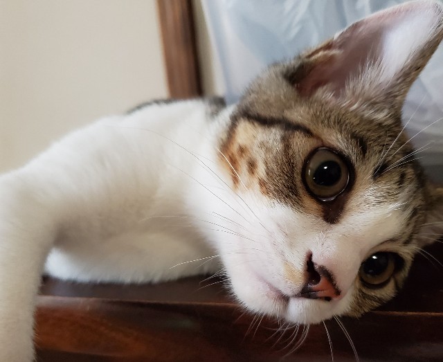 f:id:maorairukimao:20190914092816j:image
