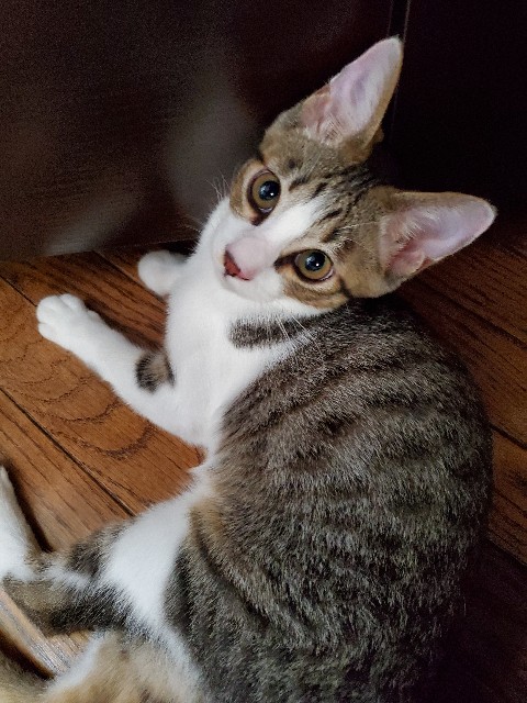 f:id:maorairukimao:20190917092513j:image