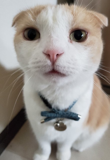 f:id:maorairukimao:20191012152123j:image f:id:maorairukimao:20191012152123j:image