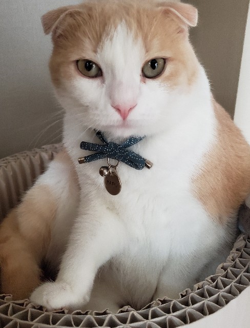 f:id:maorairukimao:20191012152201j:image f:id:maorairukimao:20191012152201j:image