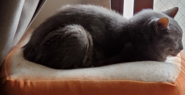 f:id:maorairukimao:20191023083602j:image f:id:maorairukimao:20191023083602j:image
