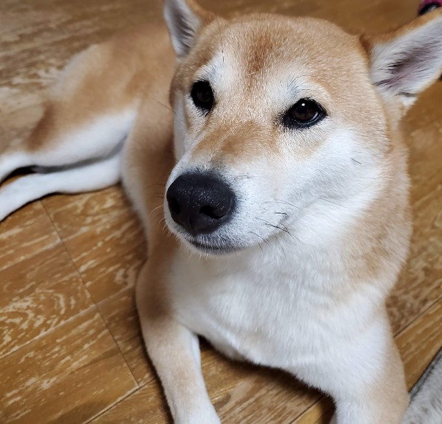 f:id:maorairukimao:20191115064929j:image