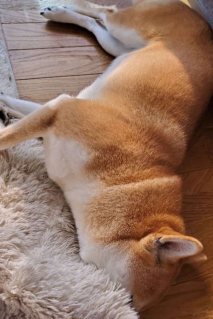 f:id:maorairukimao:20191116073429j:image