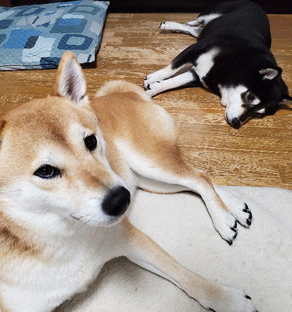 f:id:maorairukimao:20191116073838j:image