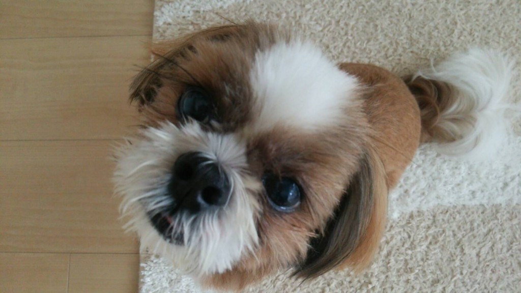 f:id:maosuke1225:20160715205211j:plain