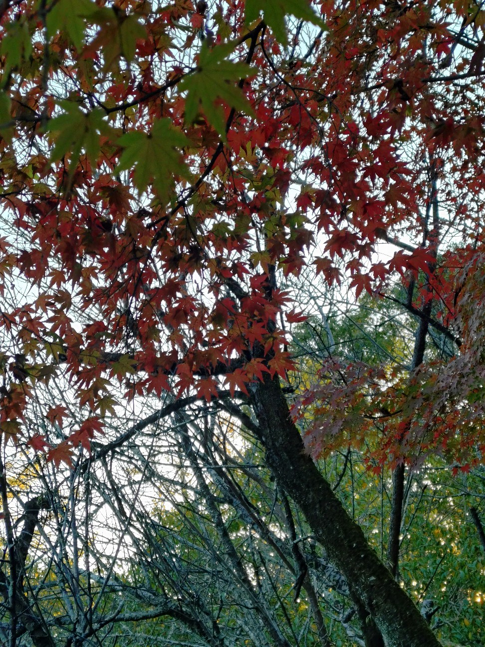 f:id:maoton:20251130121403j:image