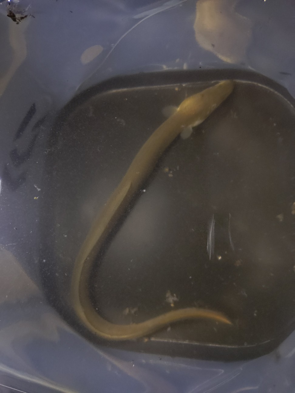 f:id:maoton:20251205202340j:image