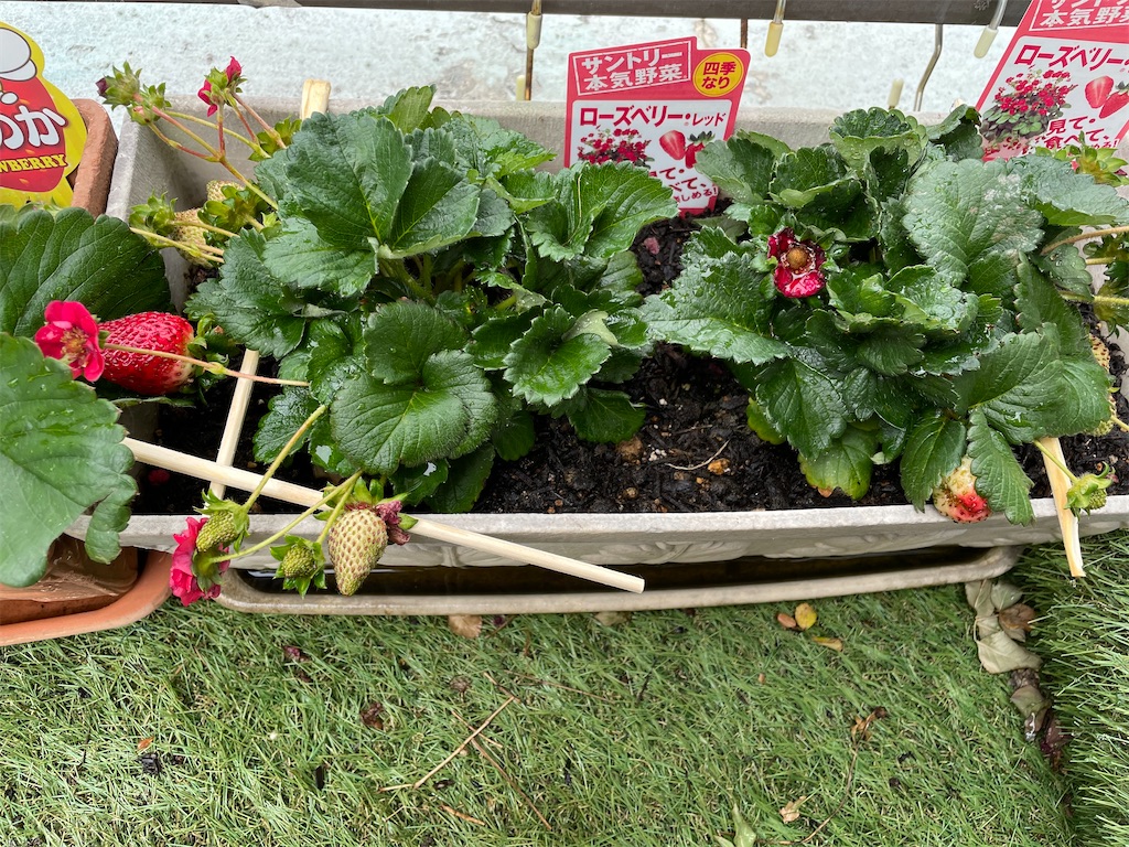 f:id:maowing:20210428141012j:image f:id:maowing:20210428141012j:image