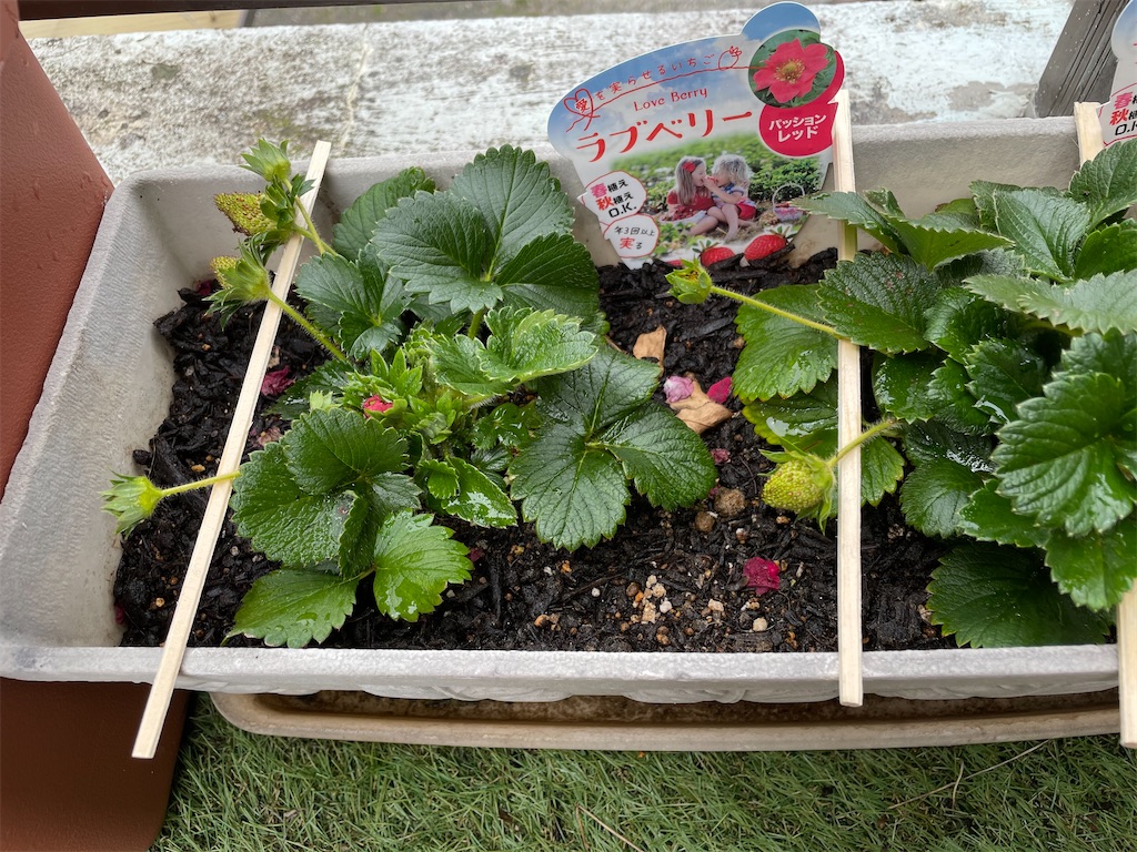 f:id:maowing:20210428141036j:image f:id:maowing:20210428141036j:image