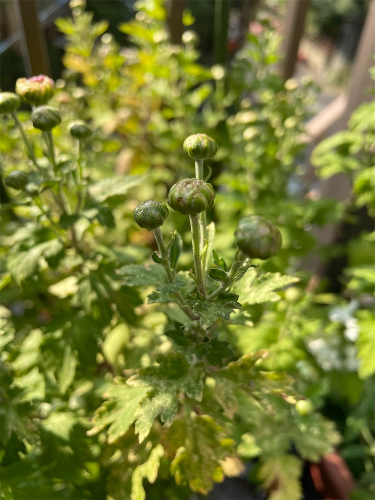 f:id:maowing:20210923231345j:image f:id:maowing:20210923231345j:image