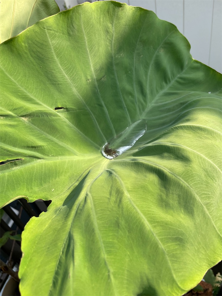 f:id:maowing:20210923231411j:image f:id:maowing:20210923231411j:image