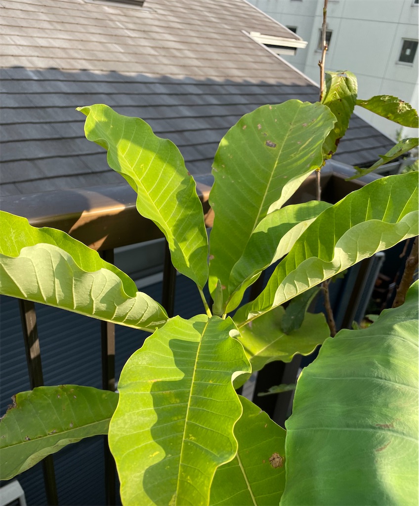 f:id:maowing:20210929195902j:image f:id:maowing:20210929195902j:image