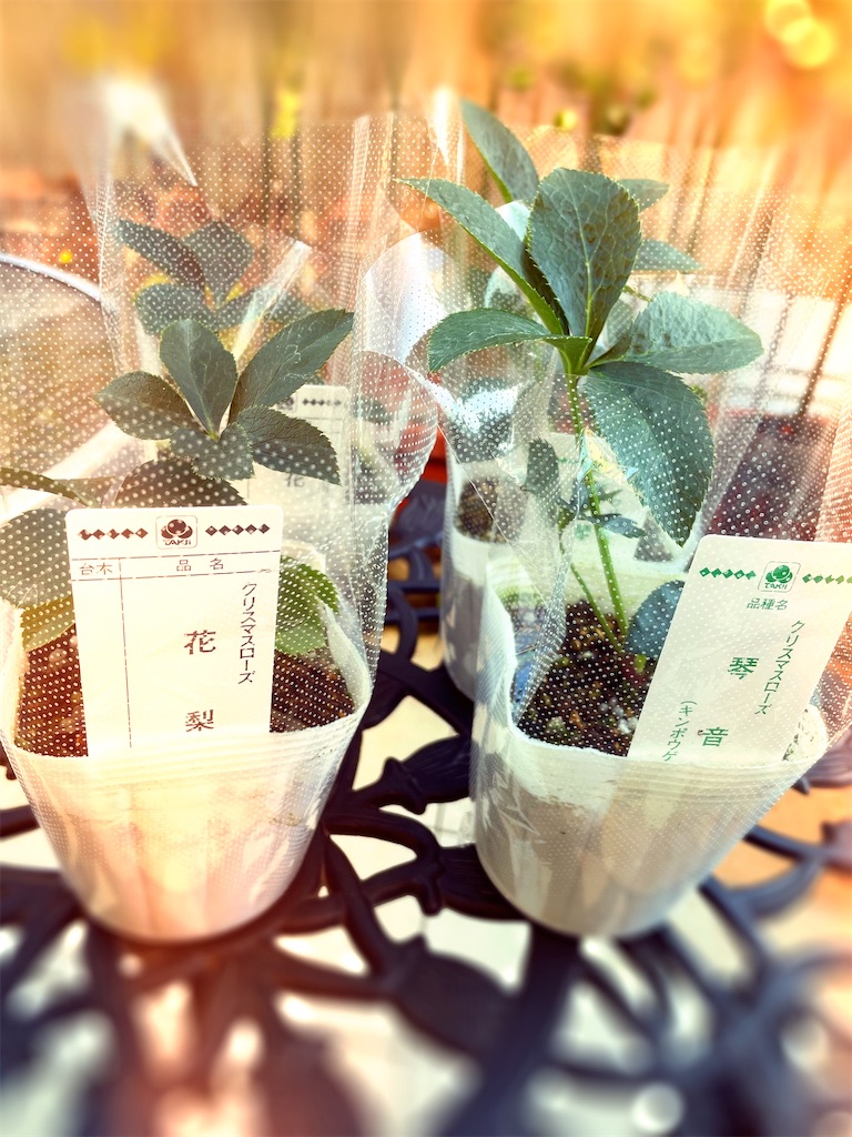 f:id:maowing:20211108101850j:image f:id:maowing:20211108101850j:image