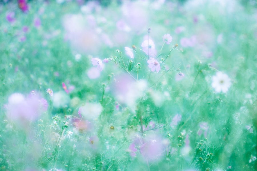 f:id:maphoto:20160310090849j:plain