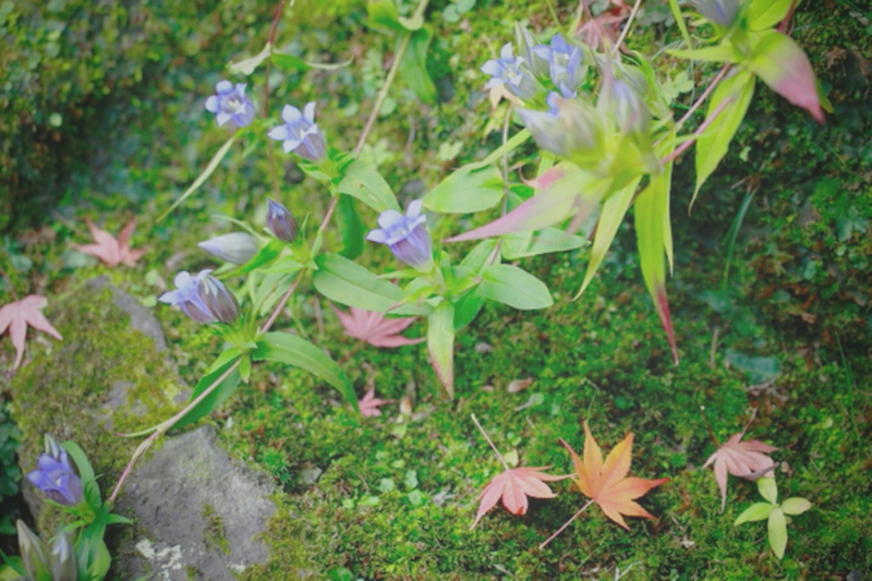 鎌倉の紅葉