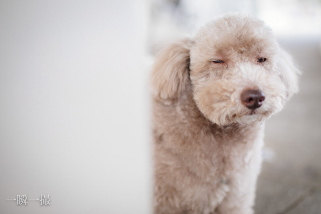 何か言いたげそうな犬