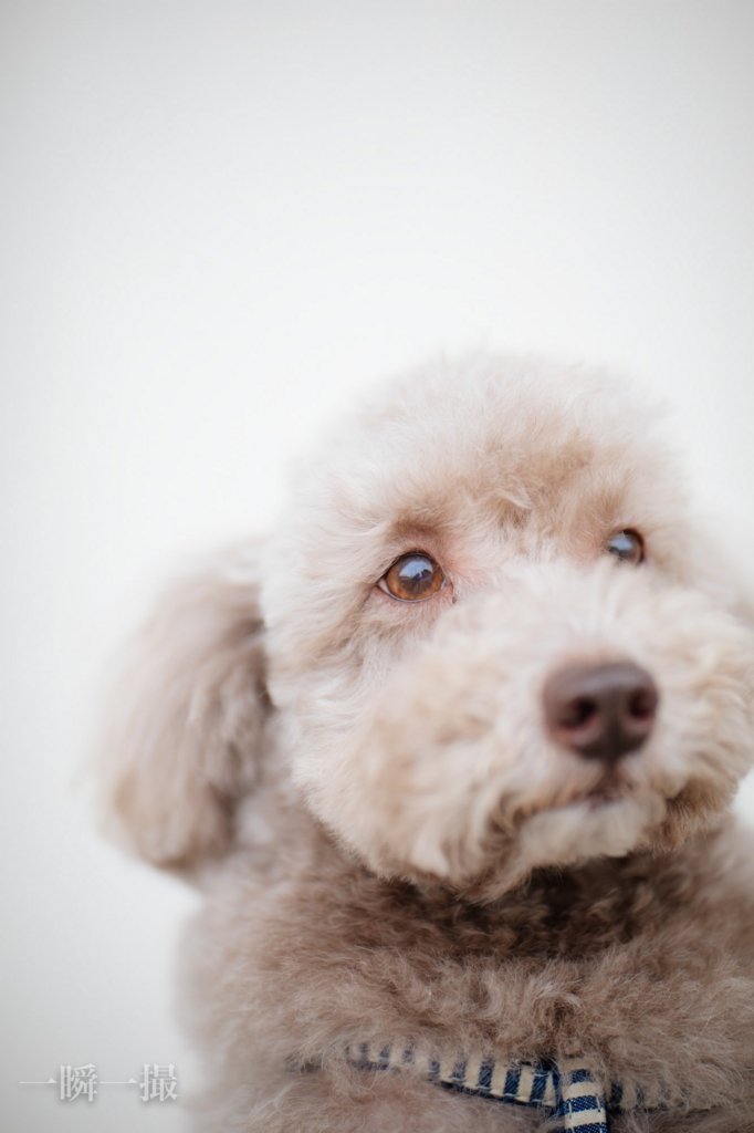 もっと美味しいご飯が食べたいと目で訴える犬