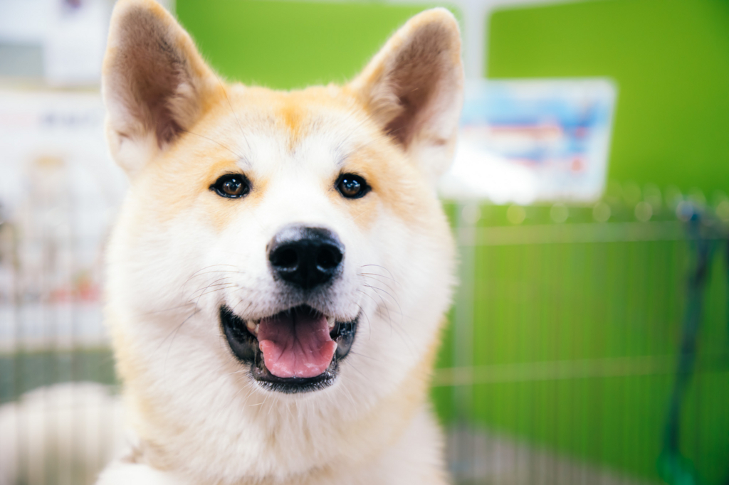 f:id:maphoto:20170905230905j:plain f:id:maphoto:20170905230905j:plain