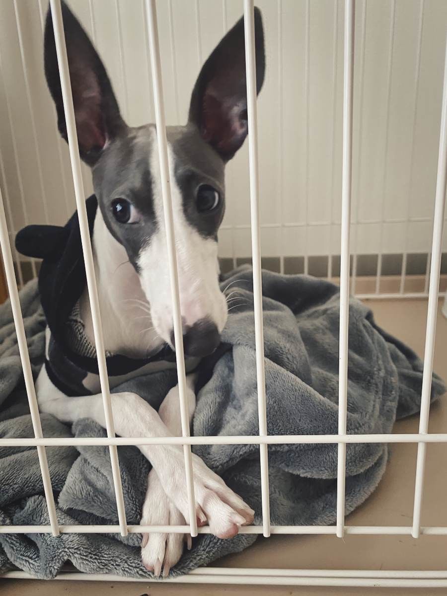 f:id:maphoto:20201213190135j:plain