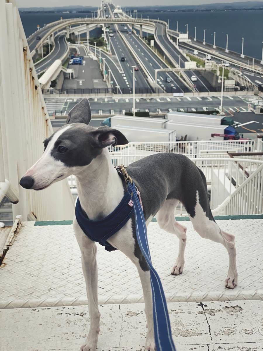 f:id:maphoto:20201213190314j:plain