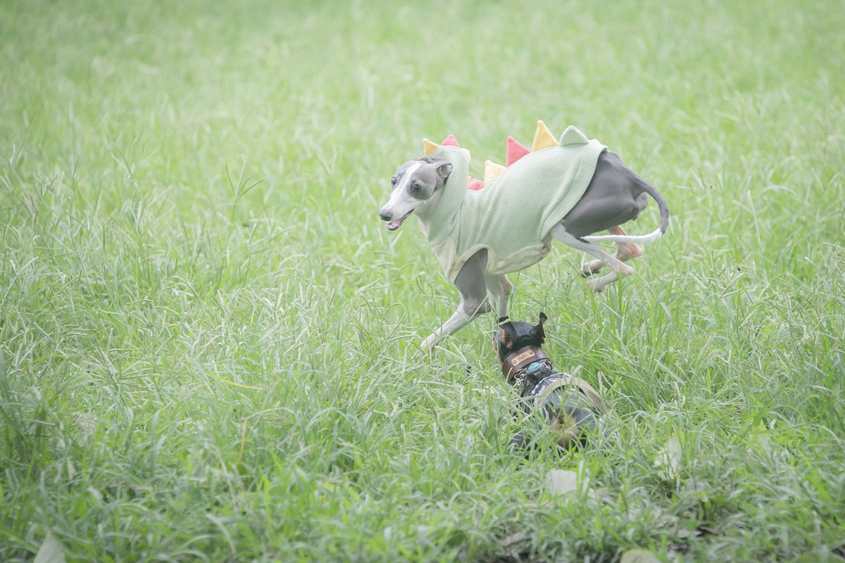 f:id:maphoto:20210817062911j:plain