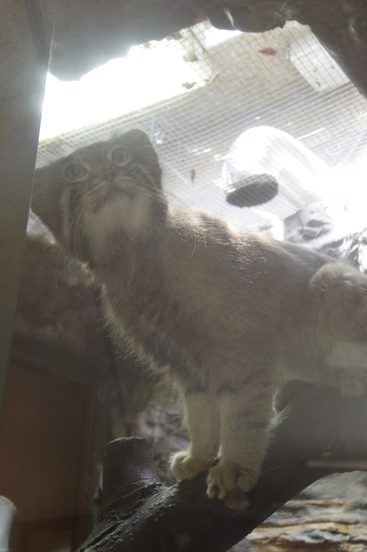 東京旅行 上野動物園 マヌルネコ ひとりといっぴきぶろぐの 仮