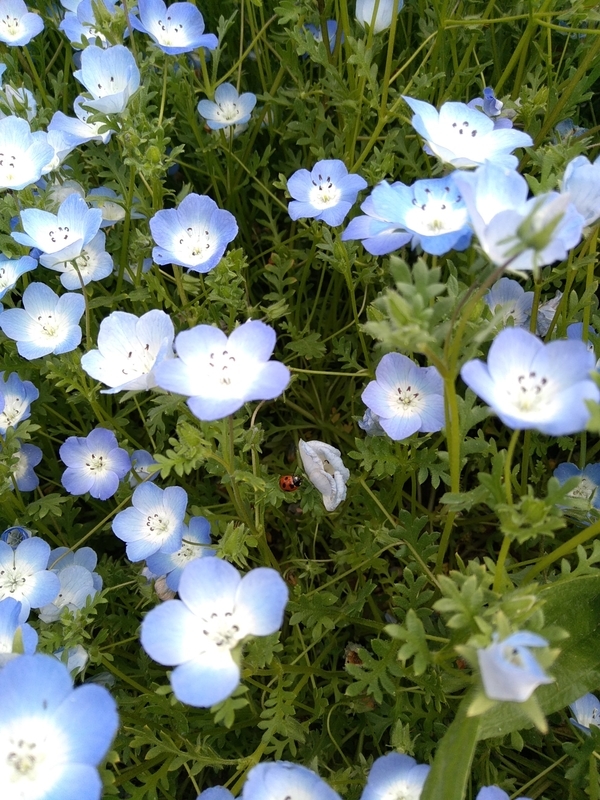 f:id:mapi_am:20190518232833j:plain f:id:mapi_am:20190518232833j:plain