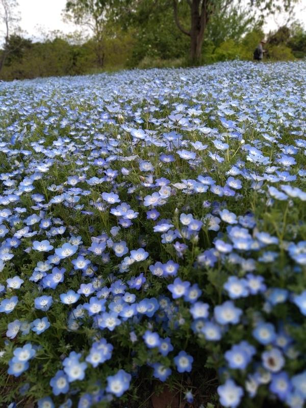 f:id:mapi_am:20190518232835j:plain f:id:mapi_am:20190518232835j:plain